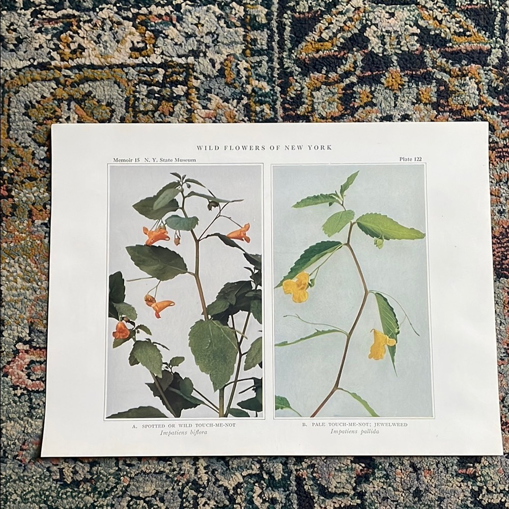 🌹 FREE w/purchase Antique Botanical Plant Print Original 100 years old Vintage